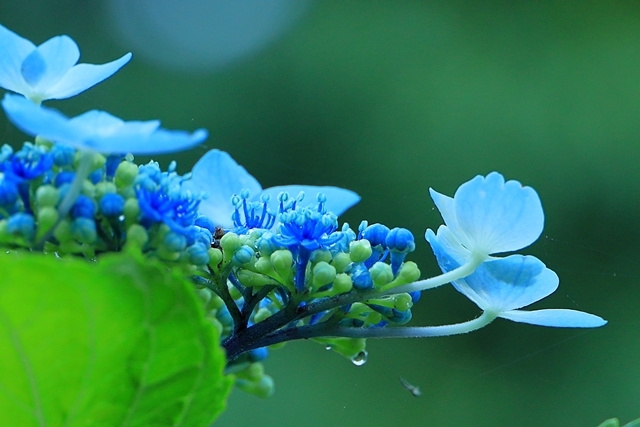 紫陽花は梅雨の花　　愛知池アジサイ園_b0236595_19341519.jpg