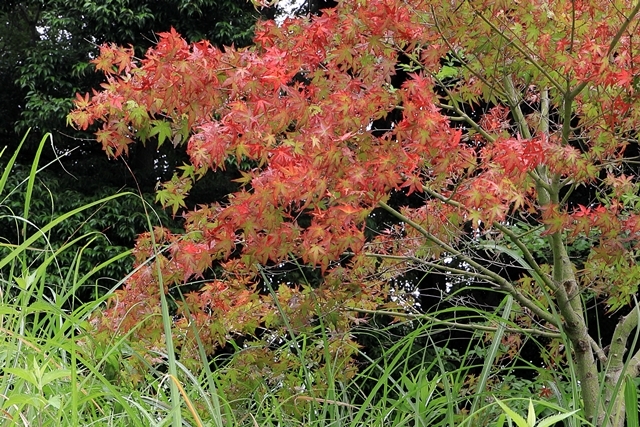 紫陽花は梅雨の花　　愛知池アジサイ園_b0236595_19353013.jpg