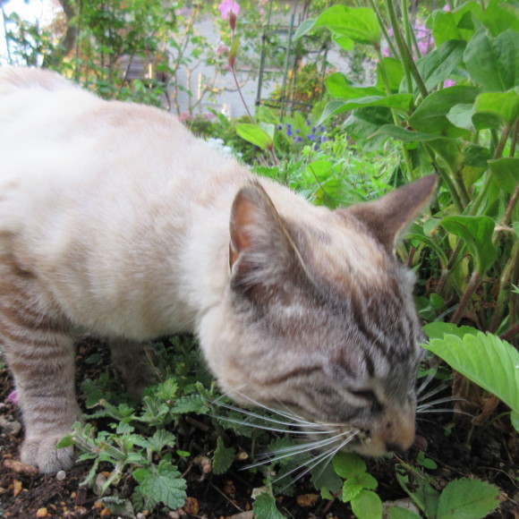 ケンとの猫生活_d0009101_18221649.jpg