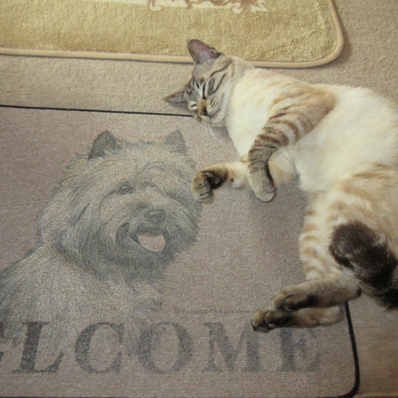 ケンとの猫生活_d0009101_18244742.jpg