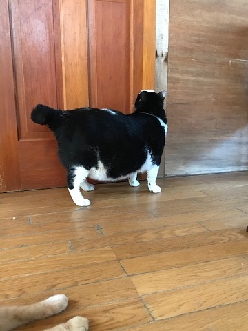 少しだけダイエット♪_f0242002_12495550.jpg