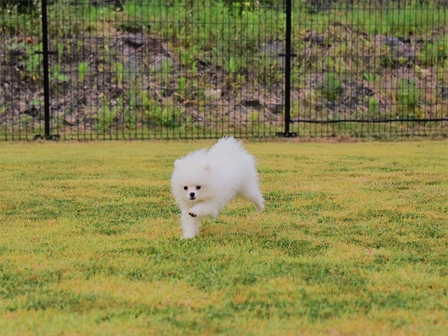 チャンスは逃さず_d0360206_20430221.jpg