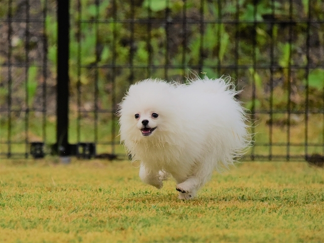 チャンスは逃さず_d0360206_20432003.jpg
