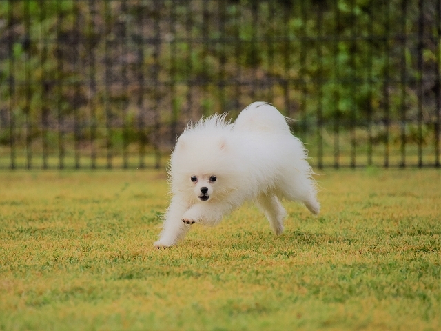 チャンスは逃さず_d0360206_20432494.jpg
