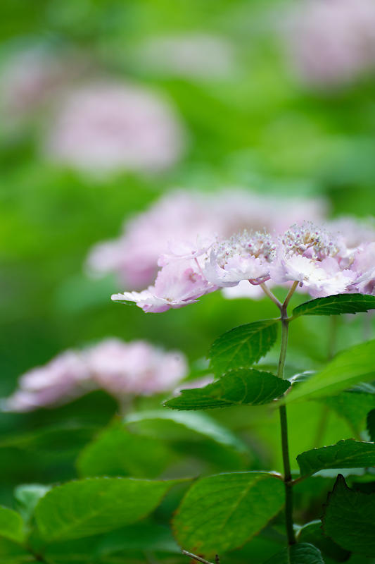 紫陽花@梅宮大社_f0032011_19151243.jpg