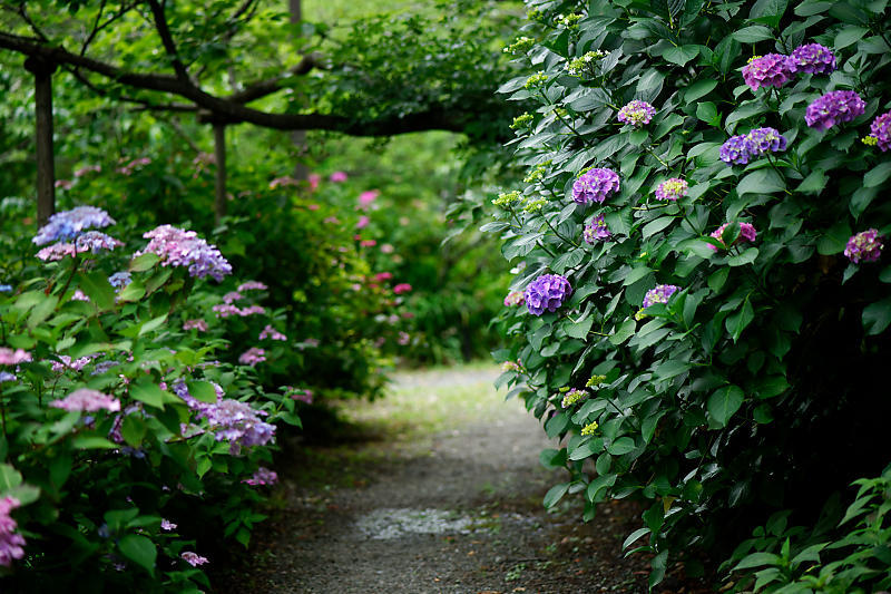 紫陽花@梅宮大社_f0032011_19182089.jpg