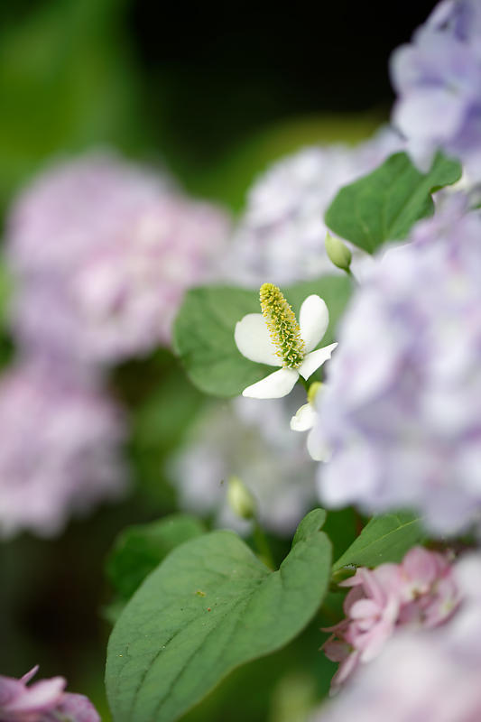 紫陽花@梅宮大社_f0032011_19182102.jpg
