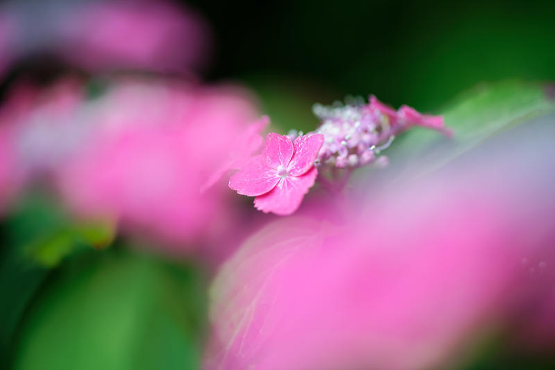紫陽花@梅宮大社_f0032011_19182120.jpg