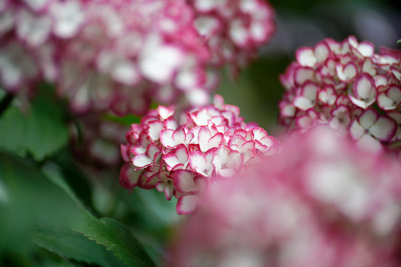 紫陽花@梅宮大社_f0032011_19182130.jpg