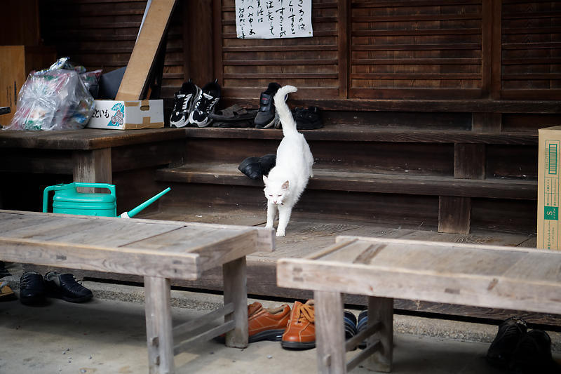 紫陽花@梅宮大社_f0032011_19201304.jpg