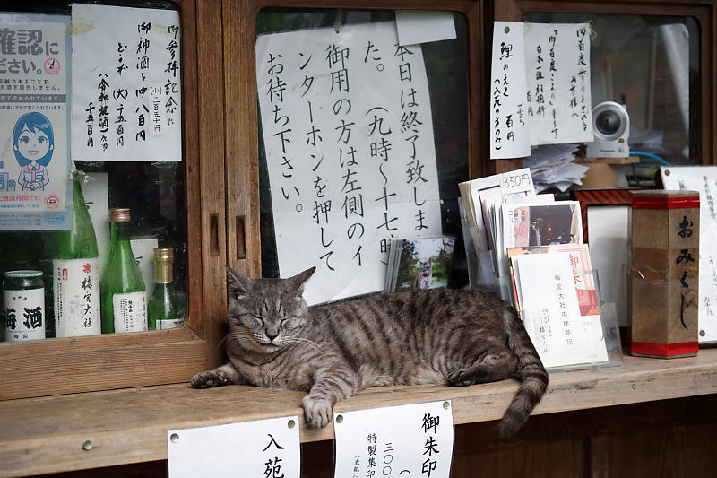 紫陽花@梅宮大社_f0032011_19201319.jpg
