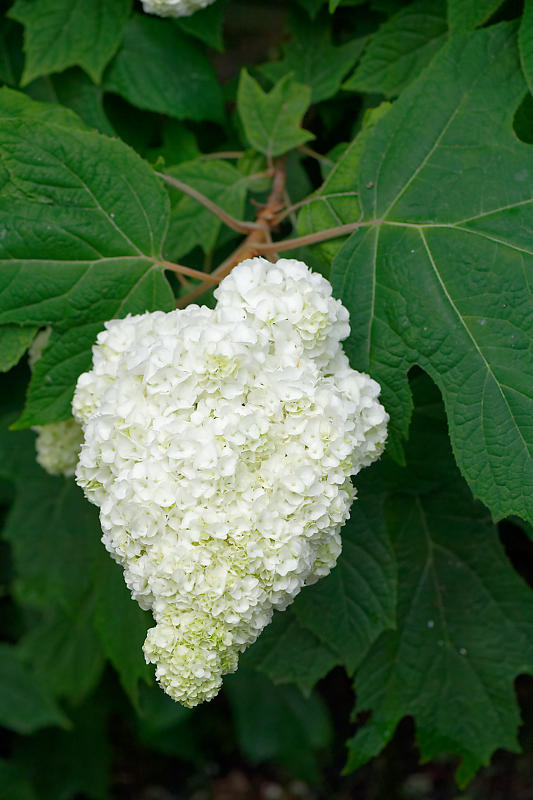 紫陽花@梅宮大社_f0032011_19201331.jpg