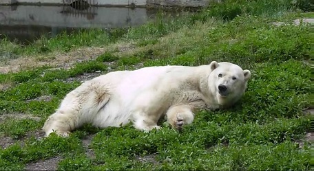 ロシア・ボリシェリェーチェ動物園の営業再開日の迫るグーリャ(Гуля)とザバーヴァ(Забава)の姿_a0151913_125497.jpg