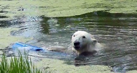 ロシア・ボリシェリェーチェ動物園の営業再開日の迫るグーリャ(Гуля)とザバーヴァ(Забава)の姿_a0151913_131270.jpg