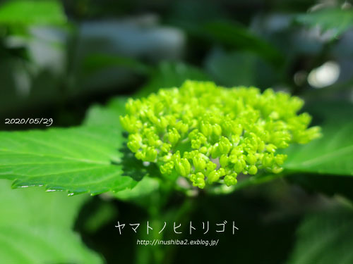 愛おしい紫陽花_e0394031_04590158.jpg