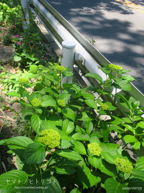 愛おしい紫陽花_e0394031_04590436.jpg