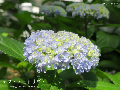 愛おしい紫陽花_e0394031_04590687.jpg