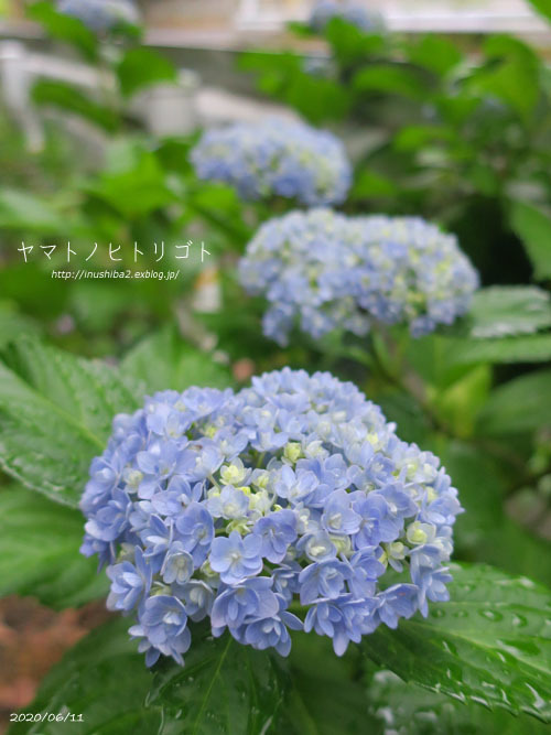 愛おしい紫陽花_e0394031_04590804.jpg