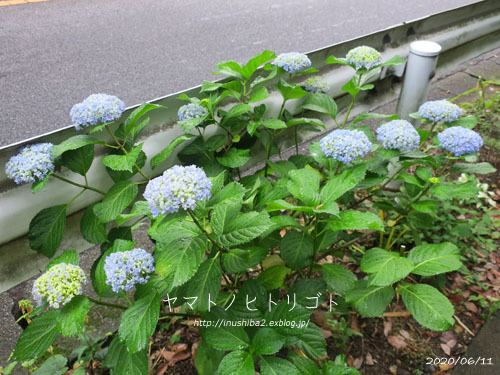 愛おしい紫陽花_e0394031_04591146.jpg