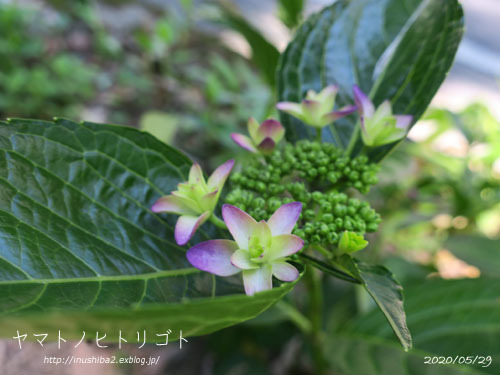 愛おしい紫陽花_e0394031_04591627.jpg