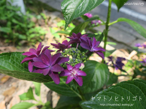愛おしい紫陽花_e0394031_04592115.jpg