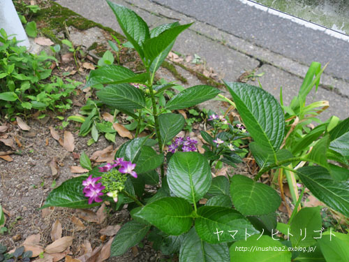 愛おしい紫陽花_e0394031_04592359.jpg