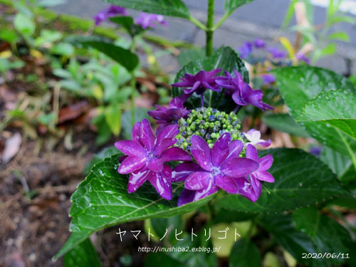 愛おしい紫陽花_e0394031_04592563.jpg