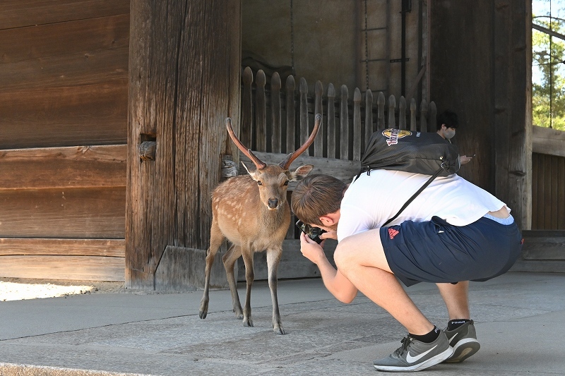 Japanese NARA ?_e0374932_06043710.jpg