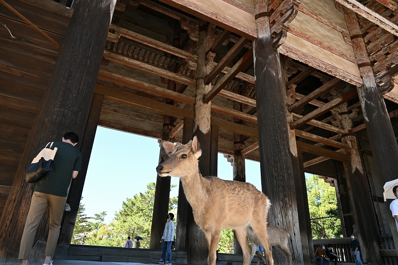 Japanese NARA ?_e0374932_06044054.jpg