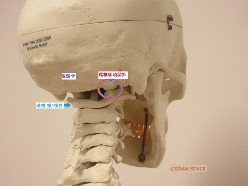 構造医学　リダクター　環椎後頭関節細密用 構造医学 リダクター 環椎後頭関節細密用