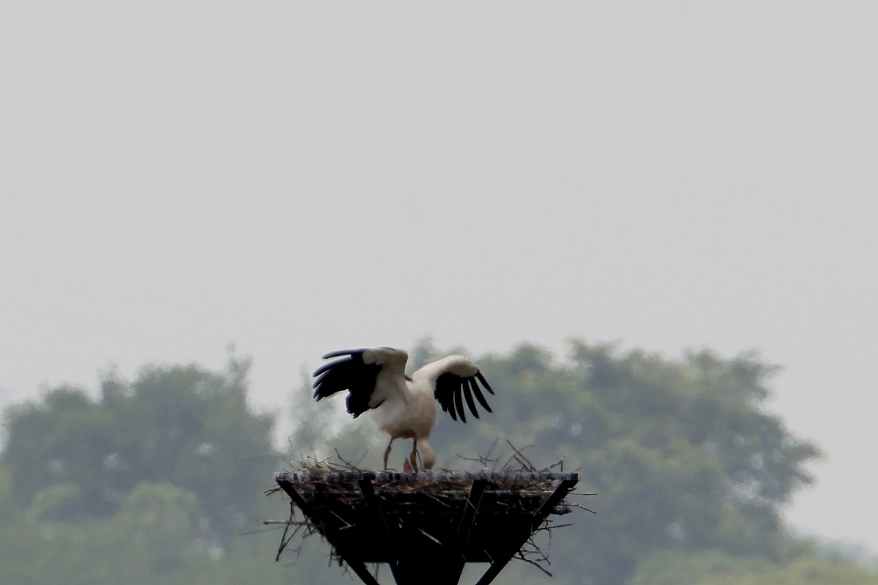 東日本では初のコウノトリ赤ちゃん誕生 t hの野鳥写真 東日本では初のコウノトリ赤ちゃん誕生 t hの野鳥写真