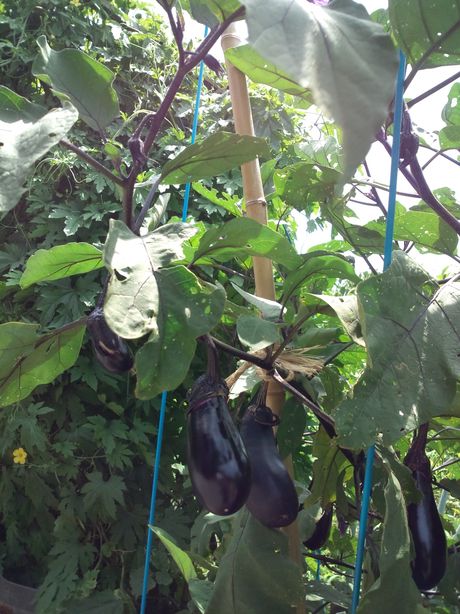 新鮮野菜取れました♪_c0405550_16461659.jpg