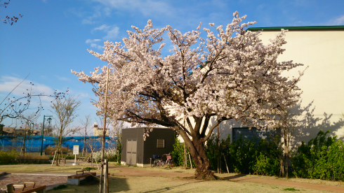 新座市を走ったら、自然がたくさんあった_c0405550_16462216.png