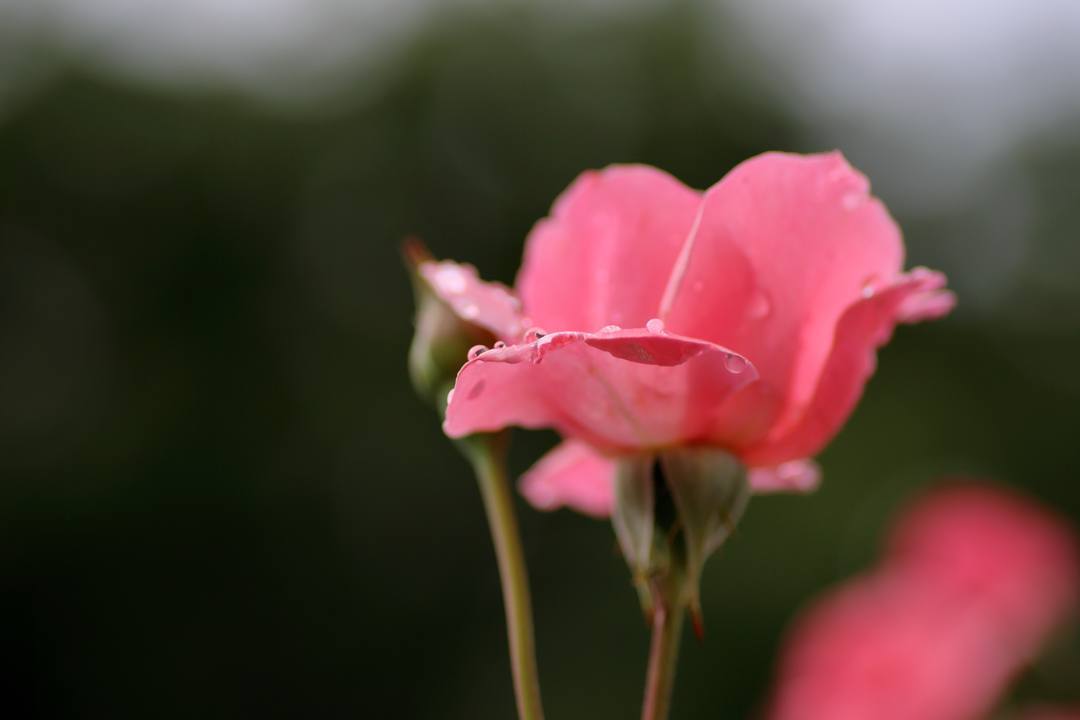 雨上がりの薔薇園_e0403850_20224586.jpg