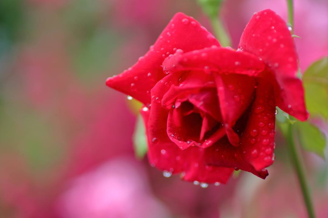 雨上がりの薔薇園_e0403850_20224949.jpg