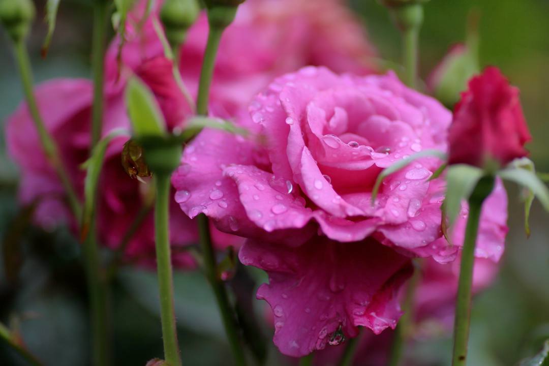 雨上がりの薔薇園_e0403850_20225341.jpg