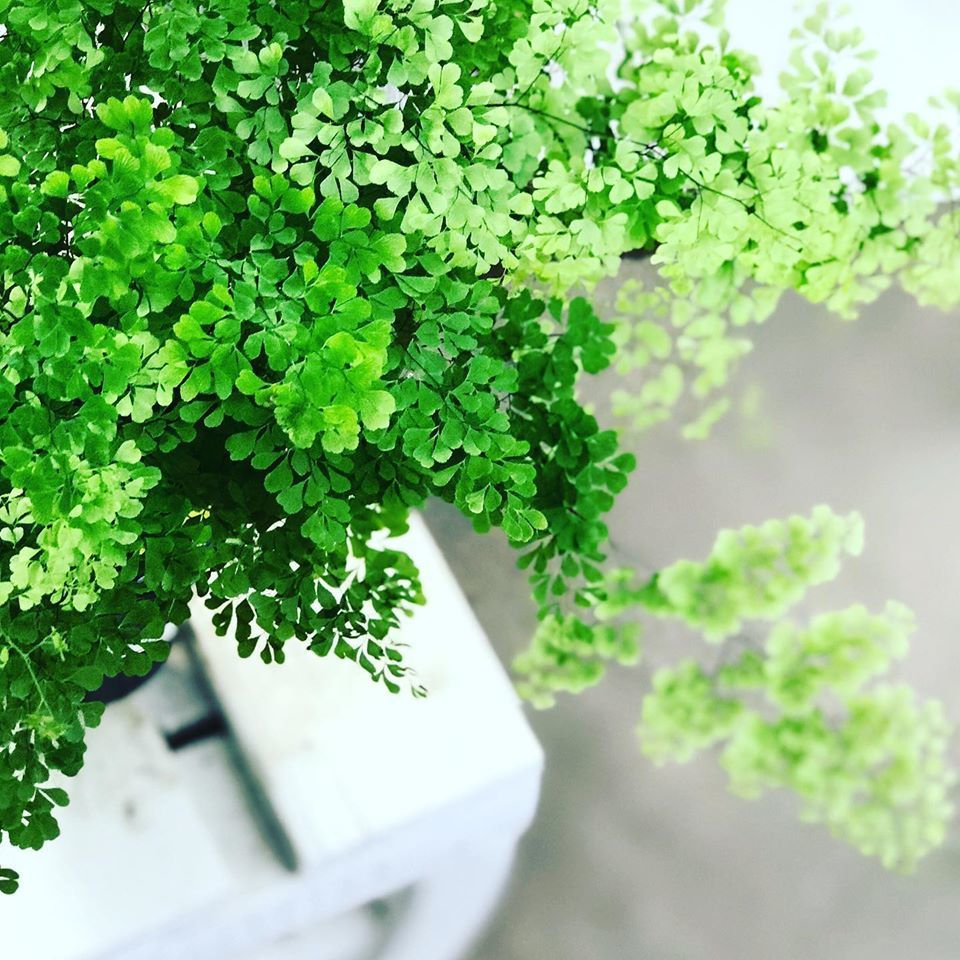 涼やかプランツ さにべるスタッフblog Sunny Day S Garden 涼やかプランツ さにべるスタッフblog Sunny Day S Garden