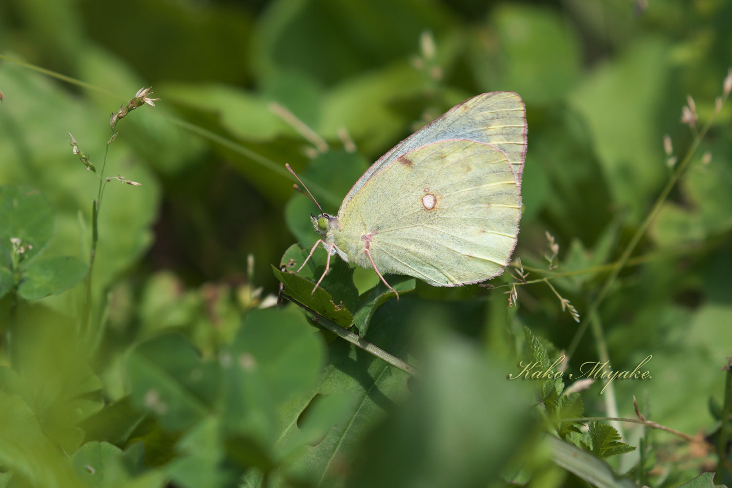 モンキチョウ（Eastern Pale Clouded Yellow ）　★☆☆☆☆_d0013455_16243869.jpg