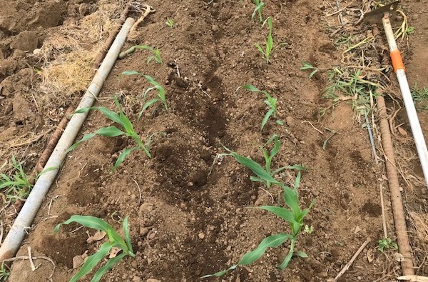 ニンニク全て収穫、地ばいキュウリは初収穫、6・8～11_c0014967_17591187.jpg