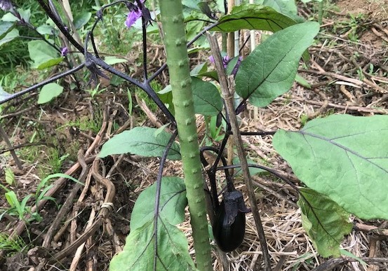 ニンニク全て収穫、地ばいキュウリは初収穫、6・8～11_c0014967_18014272.jpg