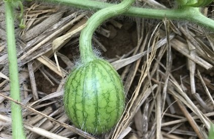ニンニク全て収穫、地ばいキュウリは初収穫、6・8～11_c0014967_18033711.jpg