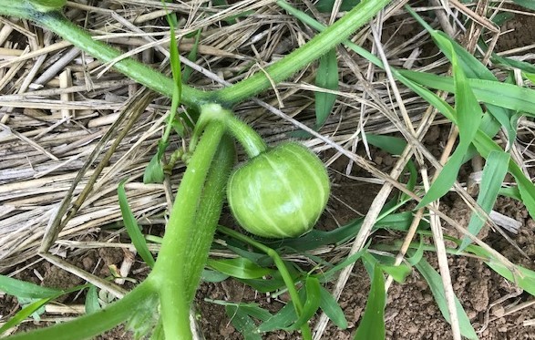 ニンニク全て収穫、地ばいキュウリは初収穫、6・8～11_c0014967_18043943.jpg