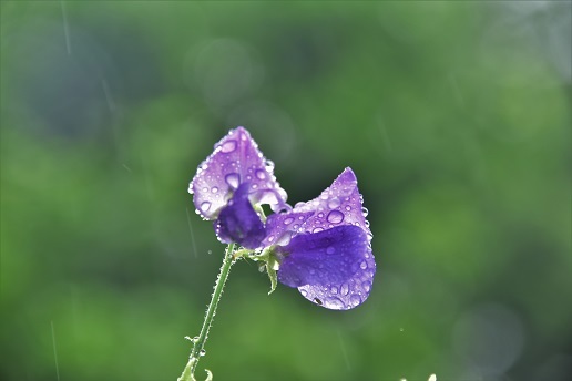 雨の日のササユリとアジサイ　　大神神社・玄賓庵・当麻寺_c0303868_13282987.jpg