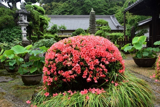 雨の日のササユリとアジサイ　　大神神社・玄賓庵・当麻寺_c0303868_13353764.jpg