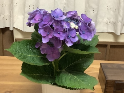 入梅‥?_e0105782_19374004.jpeg