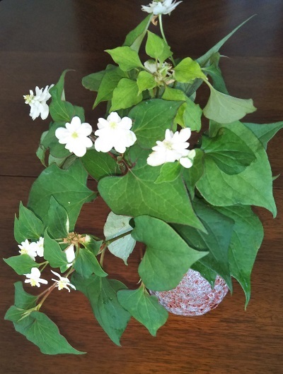 八重咲きドクダミ を戴いて 健気に育つ植物たち 八重咲きドクダミ を戴いて 健気に育つ植物たち