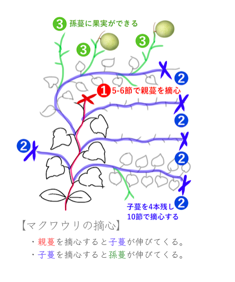 バナナまくわ瓜の植え付け 世話要らずの庭 バナナまくわ瓜の植え付け 世話要らずの庭