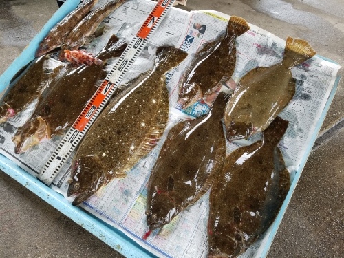 師崎より初海釣_e0198329_15062614.jpg