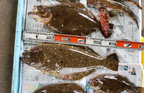 師崎より初海釣_e0198329_15075049.jpg