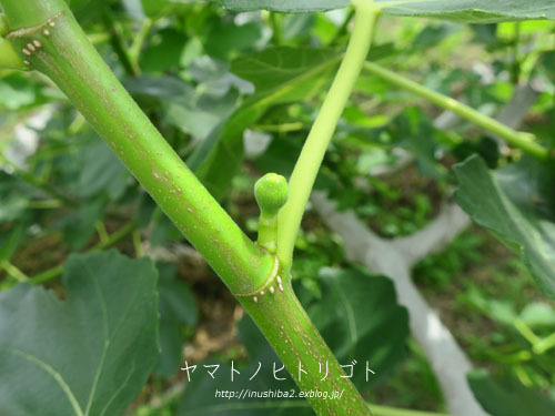 晴耕雨読_e0394031_04563830.jpg